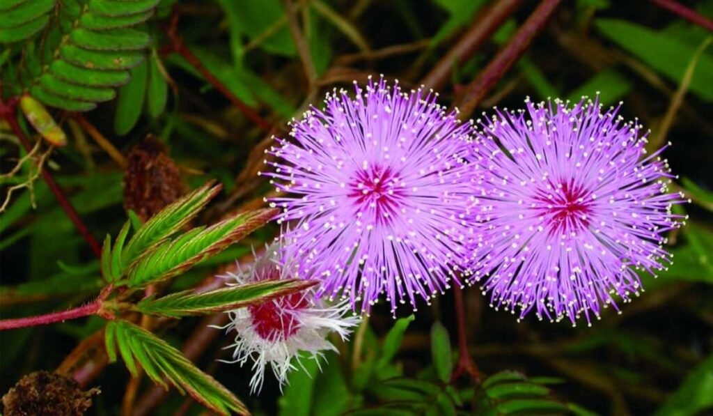 mimosa hostilis