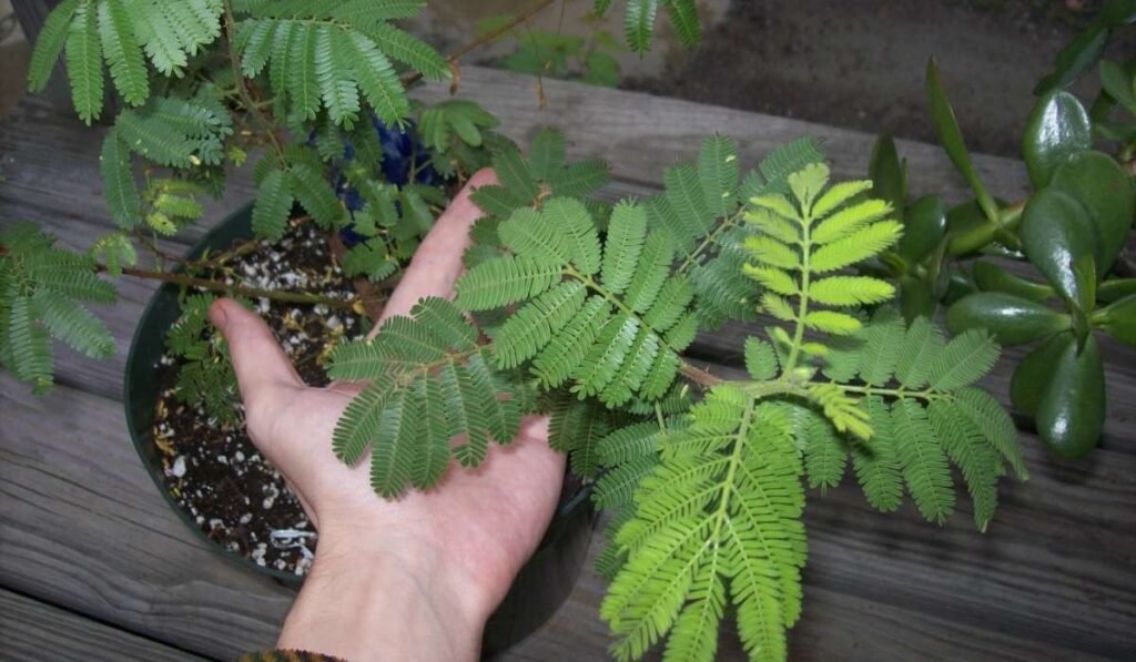 mimosa hostilis