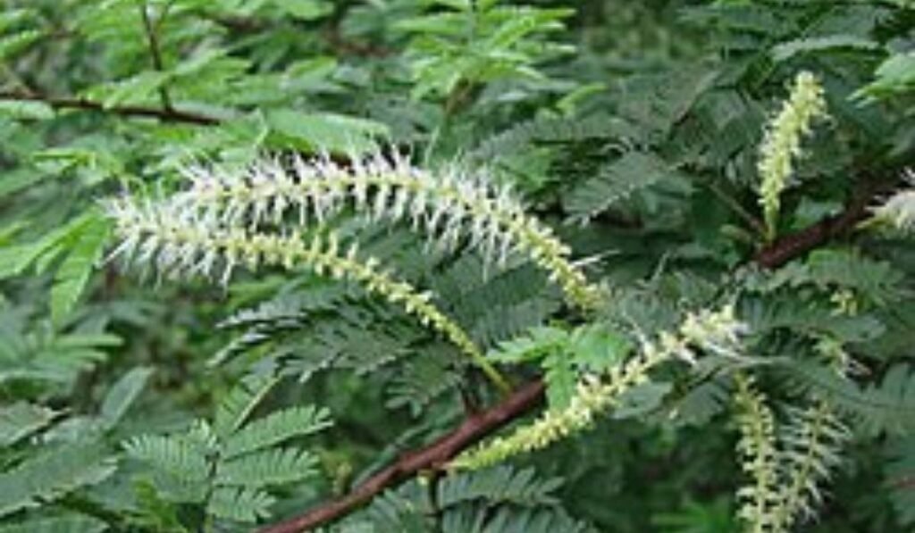 mimosa hostilis