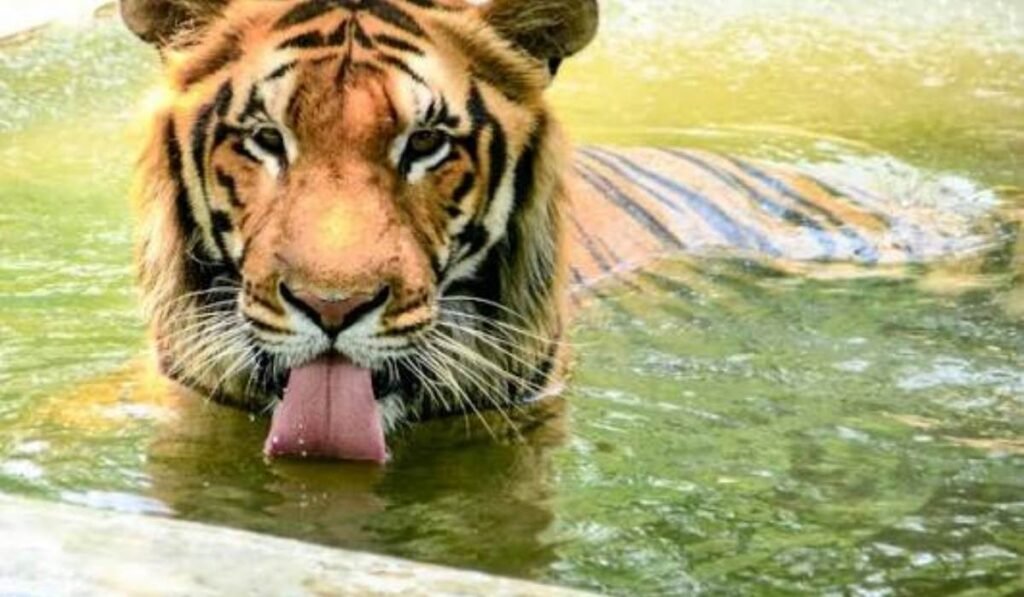 Summer Tiger