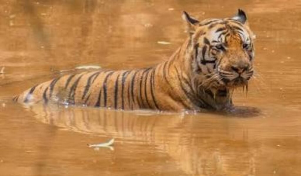 Summer Tiger