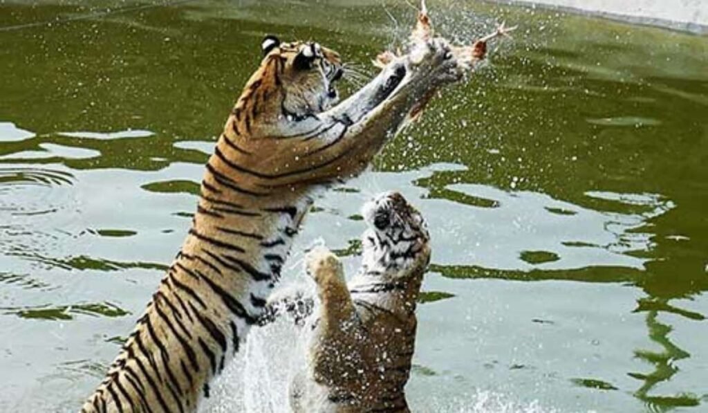 Summer Tiger