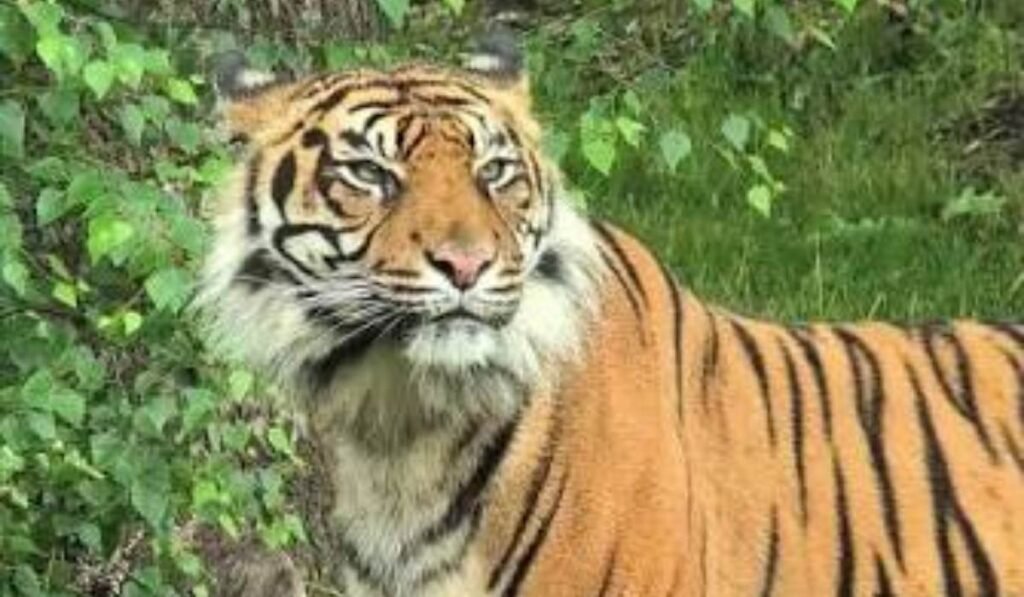 Summer Tiger